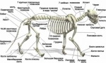 Характеристики на котешкия скелет
